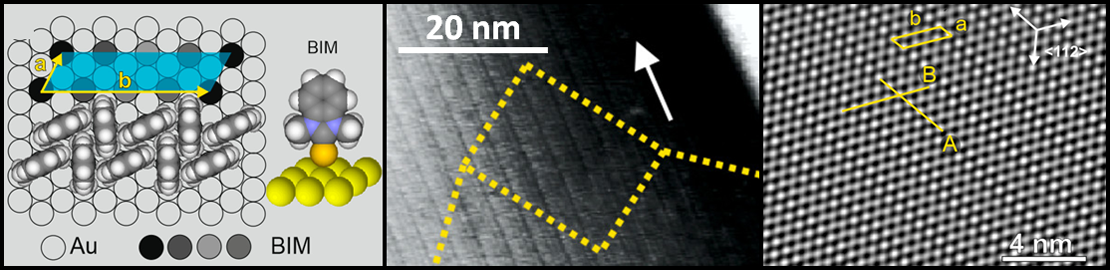 Self-assembled monolayer formed by BIM molecules on the Au(111) surface