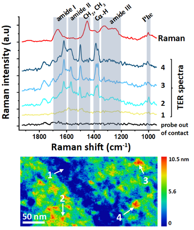 TERS and Raman spectra of individual tau protein monomers