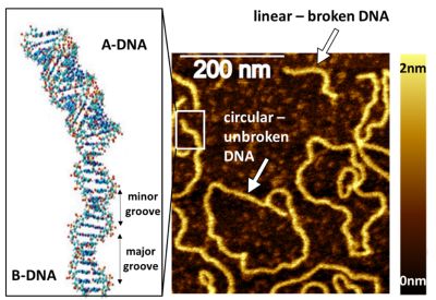 Obraz AFM plazmidu DNA pUC19.