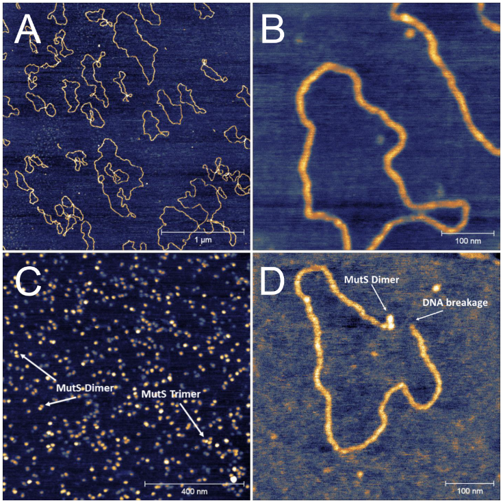 Liquid-phase AFM images of DNA deposited at mica surface (A, B), MutS repair protein layer at mica (C), and MutS dimer – DNA complex formed at the first stage of mismatch repair (D).