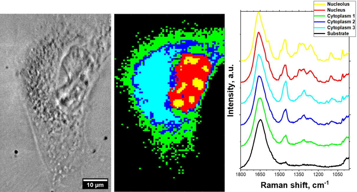 Przykładowe obrazy uzyskane podczas chemicznego mapowania komórki HeLa.